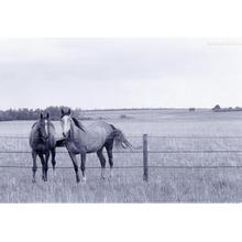 Panneaux galvanisés de barrière de Corral de bétail de tuyau galvanisé pour le cheval